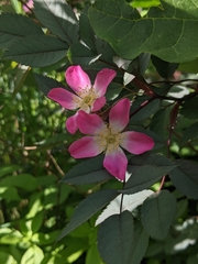 Rosa glauca