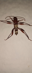 Neoclytus augusti