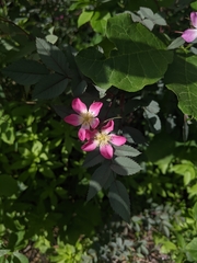 Rosa glauca