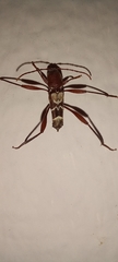 Neoclytus augusti