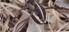Zachaeus