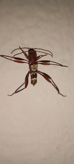 Neoclytus augusti