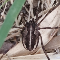 Zachaeus