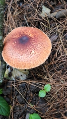 Leucoagaricus