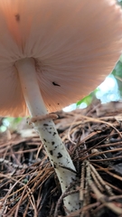 Leucoagaricus
