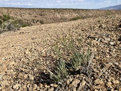 Eriogonum lonchophyllum
