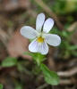 American Field Pansy - Photo (c) Djlayton4, some rights reserved (CC BY-SA)