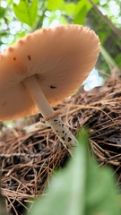 Leucoagaricus