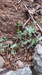 Lysimachia arvensis subsp. arvensis image