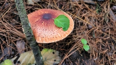 Leucoagaricus