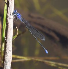 Pseudagrion seyrigi