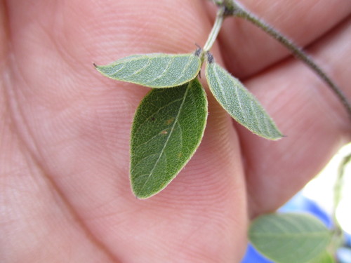 Image of Cologania broussonetii by (c) Carlos Martorell, some rights reserved (CC BY)