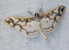 Polythlipta cerealis