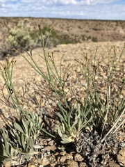 Eriogonum lonchophyllum