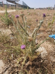 Onopordum macracanthum