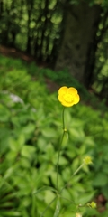 Ranunculus acris acris