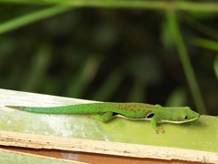 Phelsuma quadriocellata