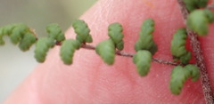 Cheilanthes hirta