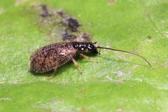 Psectra diptera