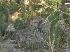 Sylvilagus audubonii