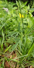 Ranunculus acris acris