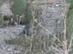 Sylvilagus audubonii