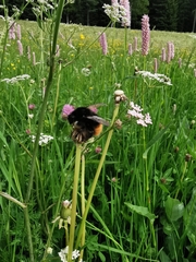 Bombus wurflenii