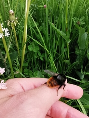 Bombus wurflenii