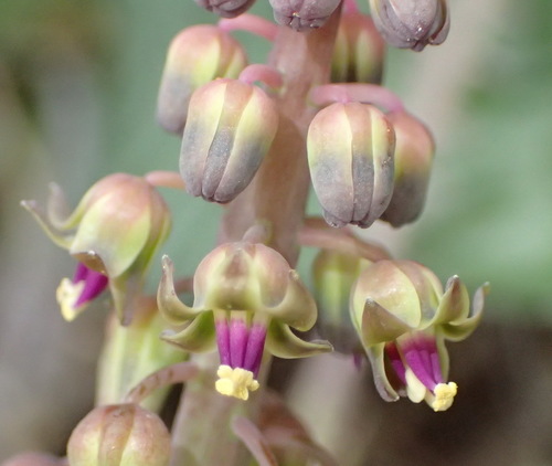 Image of Ledebouria ensifolia by (c) Nicola van Berkel, some rights reserved (CC BY-SA)