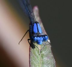 Pseudagrion seyrigi