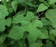 Vitis aestivalis