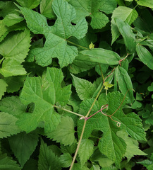 Vitis aestivalis