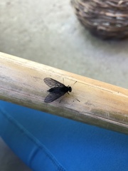 Chrysopilus velutinus