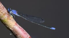 Pseudagrion seyrigi