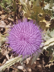 Onopordum macracanthum