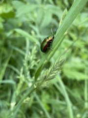 Oreina speciosa