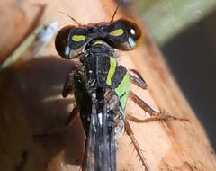 Pseudagrion malgassicum