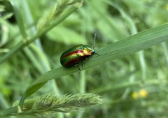 Oreina speciosa