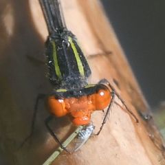 Pseudagrion malgassicum