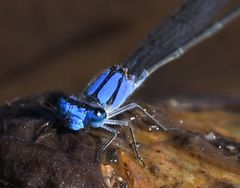 Pseudagrion seyrigi