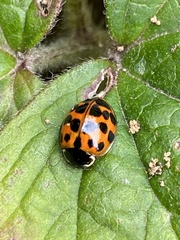 Harmonia axyridis