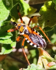 Rhynocoris punctiventris