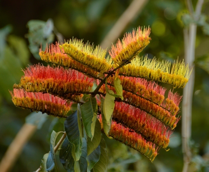 Combretum indicum - Wikipedia