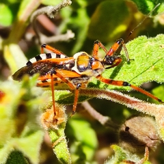 Rhynocoris punctiventris