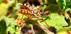 Rhynocoris punctiventris