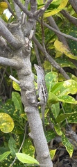 Anolis lineatus