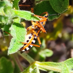Rhynocoris punctiventris
