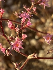 Chorizanthe fimbriata