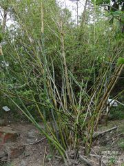 Bambusa oldhamii