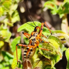 Rhynocoris punctiventris